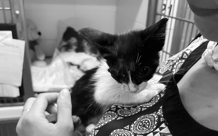 Zbiórka Jedzenie dla podopiecznych Nadu - zdjęcie główne