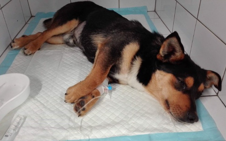 Zbiórka Buldi chce żyć! - zdjęcie główne