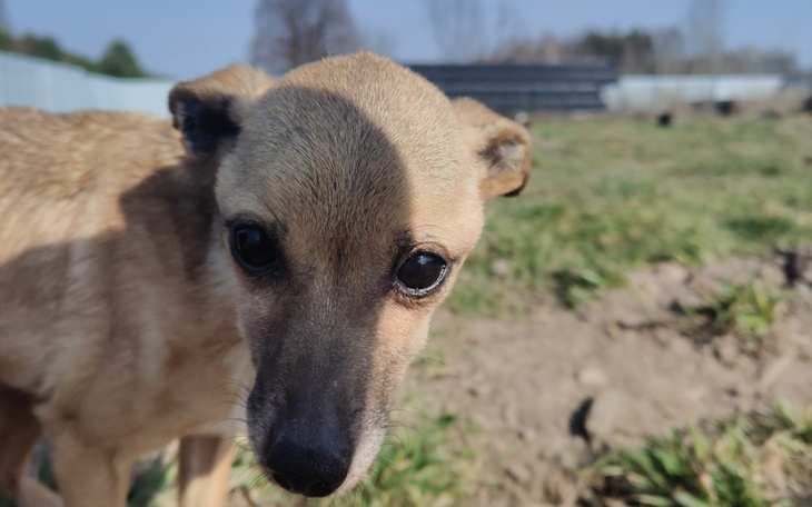 Zbliżenie na psa w schronisku.