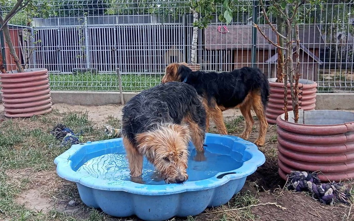 Zbiórka Baseny dla psiaków z Boguchwały - zdjęcie główne