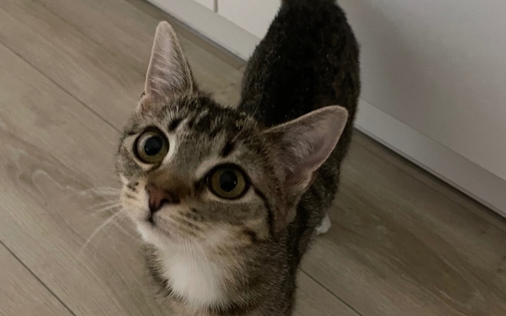 Kot patrzący w górę, z ciekawym wyrazem twarzy.