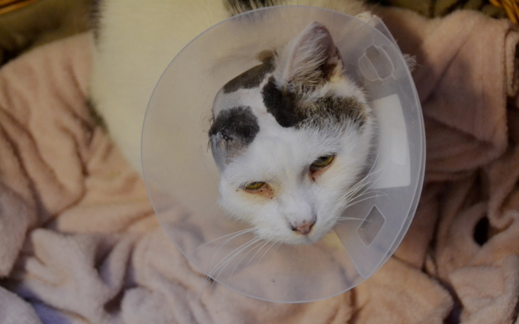 Zbiórka Cierpienie bezdomnego kota - zdjęcie główne