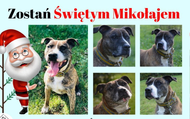 Zbiórka Podaruj 20 zł dniówki hotelowej - zdjęcie główne