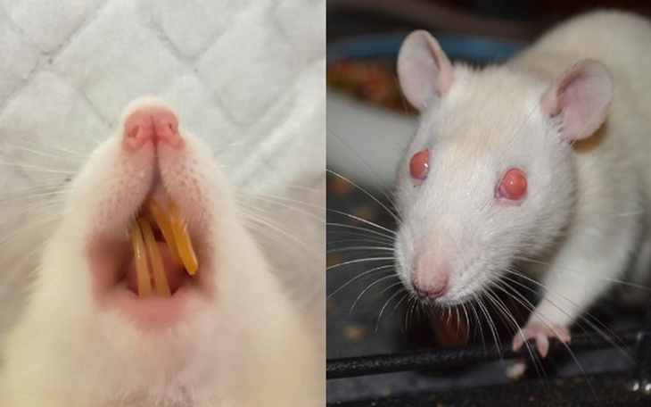 Zbiórka Ząbek, który stracił ząbki - zdjęcie główne