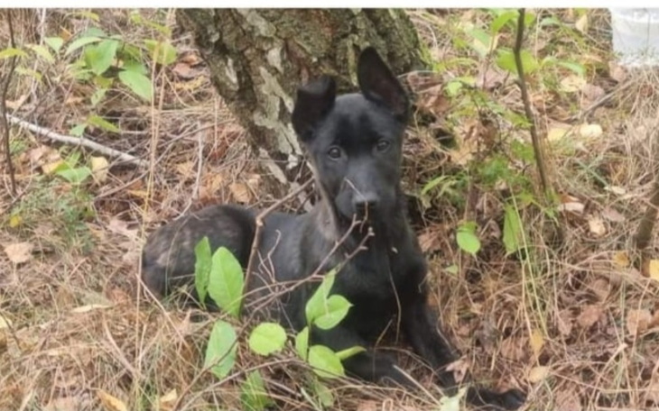 Zbiórka Mojra, wyrzucone szczenię - zdjęcie główne