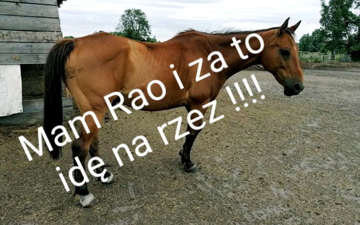 Zbiórka Wyrok rzeznia,Izzy ma tylko Rao - zdjęcie główne