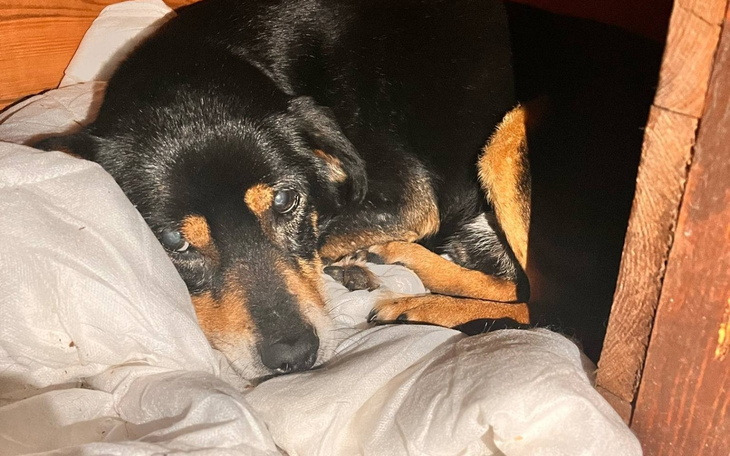 Czarny pies leżący w ciepłym miejscu, z wyrazem zmęczenia.