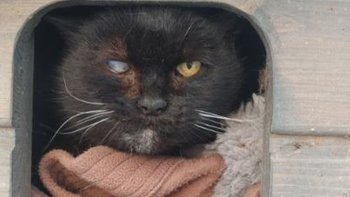 Zbiórka Żabka-Piratka i jej nowe życie - miniaturka zdjęcia