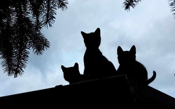 Zbiórka Na kocie potrzeby bezdomniaków - zdjęcie główne