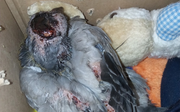 Zbiórka Gołębiowe Wsparcie - zdjęcie główne