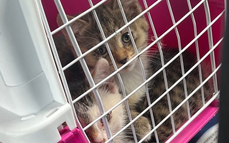 Zbiórka maluszki mają koci koronawirus - zdjęcie główne