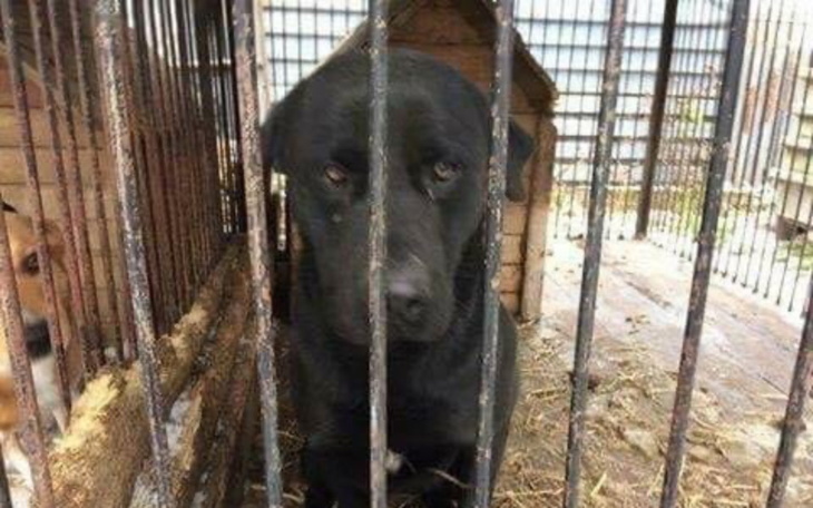 Czarny pies w klatce, czekający na nowy dom.