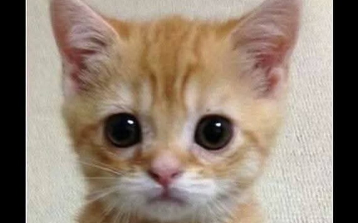 Mały, rudy kotek z dużymi oczami, patrzący w obiektyw.