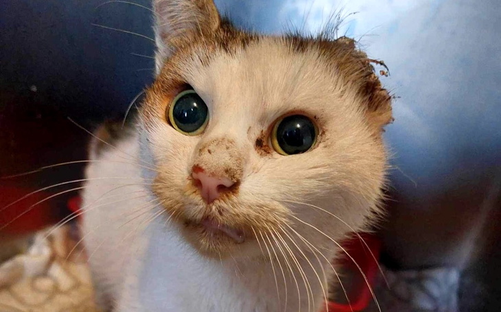 Zbiórka Kotka Lora z odgryzionym uszkiem - zdjęcie główne