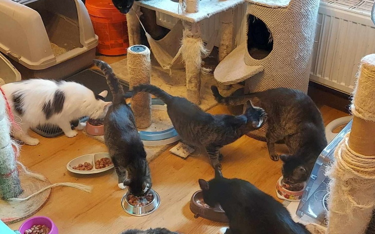 Kotki jedzące z misek w przytulnym otoczeniu.