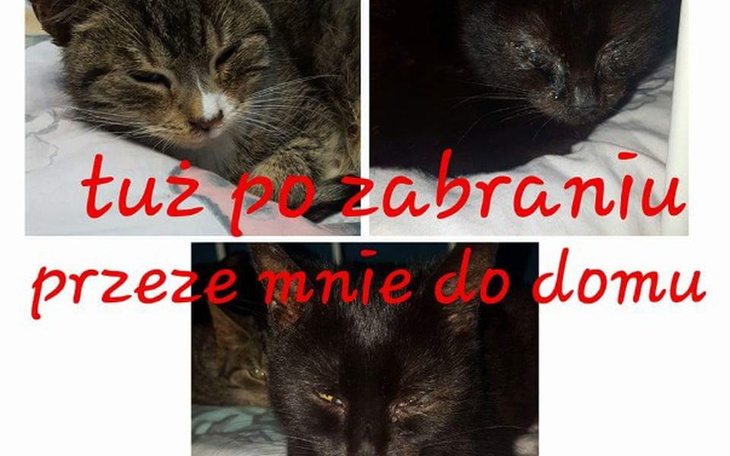 Zbiórka Trzy kocie sierotki... przegrały - zdjęcie główne