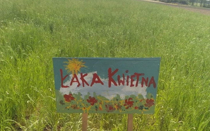 Zbiórka Grupa Ratujmy Pszczoły , Nasiona - zdjęcie główne