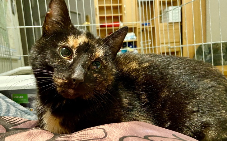 Zbiórka Usunięcie ząbków - zdjęcie główne