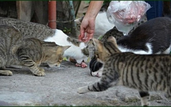 Zbiórka Bezdomne koty potrzebują pomocy - zdjęcie główne