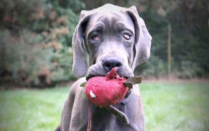 Zbiórka Oczy dożycy Anetki - zdjęcie główne