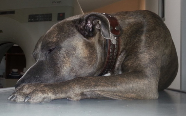 Zbiórka Domel chce chodzić - zdjęcie główne