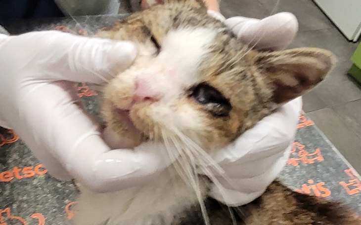 Weterynarz bada kota, trzymając go w rękach.