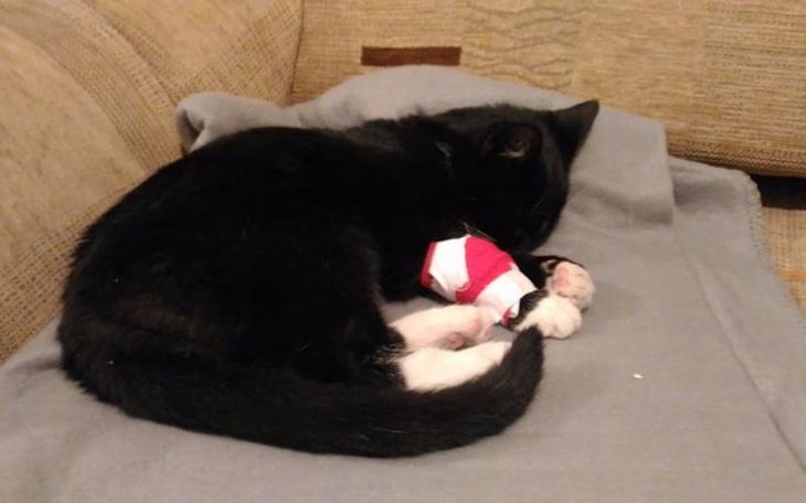 Zbiórka Pomoc w hospitalizacji Waxa - zdjęcie główne