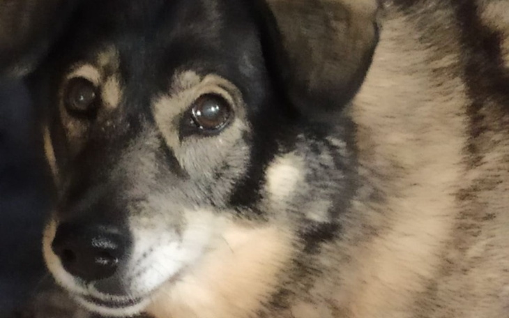 Zbiórka Zabieg Sonii. Dług w lecznicy - zdjęcie główne