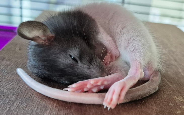 Śpiąca mysz, zwinięta w kłębek na drewnianej powierzchni.