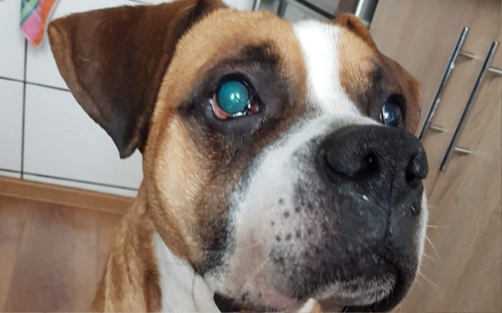 Zbiórka Potrzebna operacja - zdjęcie główne