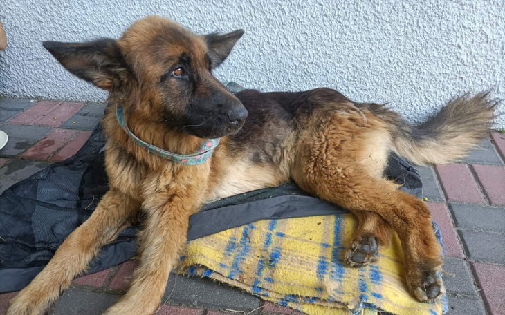 Zbiórka Na ocalenie życia owczareczki - zdjęcie główne