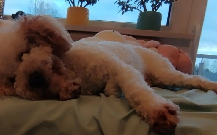 Zbiórka Misu potrzebuje pomocy - zdjęcie główne