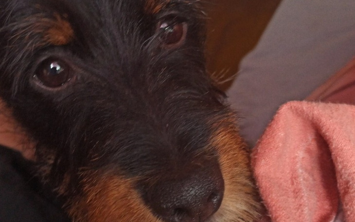 Zbiórka Pomóż mi wyleczyć Ciutka - zdjęcie główne