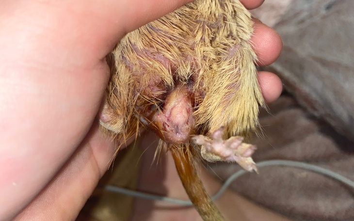 Zbiórka Operacja myszoskoczka Lusi - zdjęcie główne