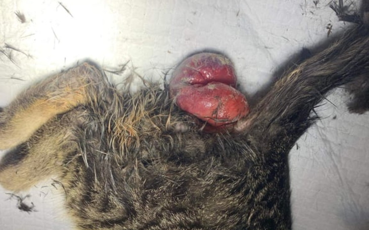 Zbiórka Wigilijny cud - zdjęcie główne