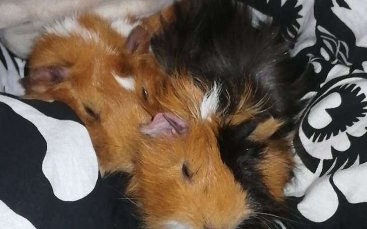 Zbiórka Poprawa warunków świnek morskich - zdjęcie główne