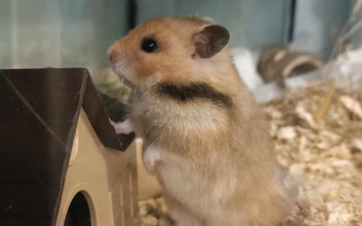 Zbiórka Okno życia dla królików w Cz-wie - zdjęcie główne