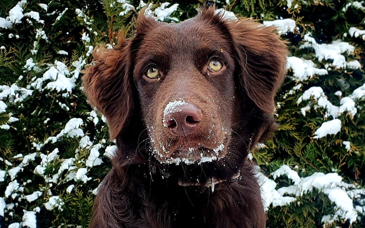 Zbiórka Walka Lunki z Dysplazją - zdjęcie główne