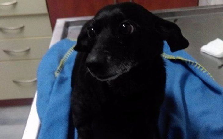 Zbiórka Dług za uratowane psie życia - zdjęcie główne