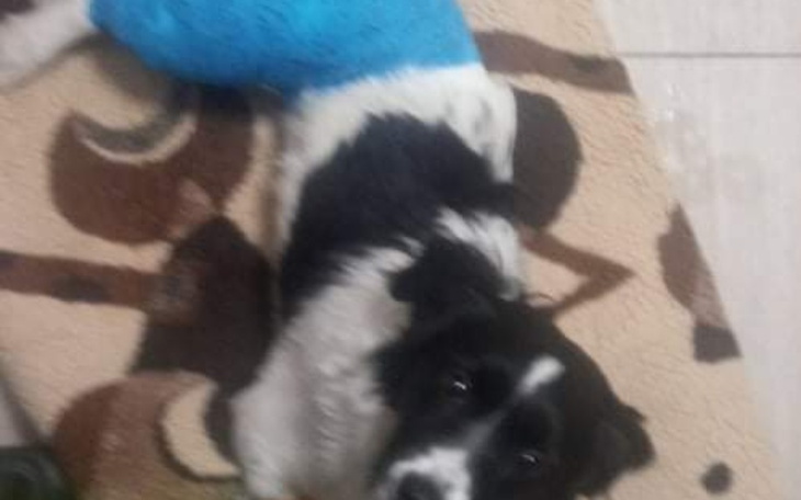 Zbiórka Zabieg dla Puni - zdjęcie główne