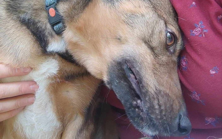 Pies przytulony do właściciela, z wyrazem szczęścia na twarzy.