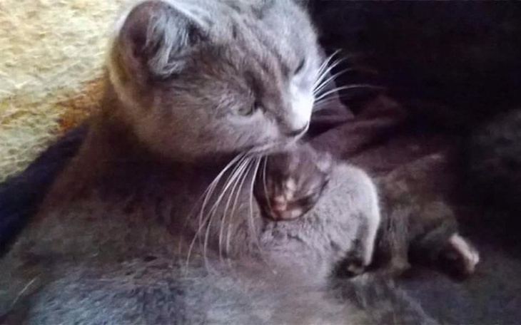 Zbiórka Porzucone koty - zdjęcie główne