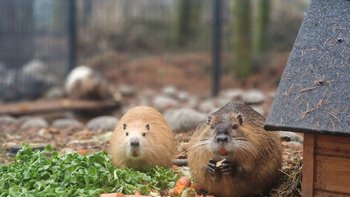 Zbiórka Nutriowisko - Styczeń 2026 - miniaturka zdjęcia