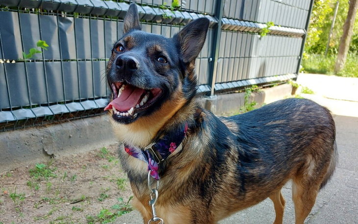 Zbiórka Sisi - pomóż mi wygrać z chorobą - zdjęcie główne