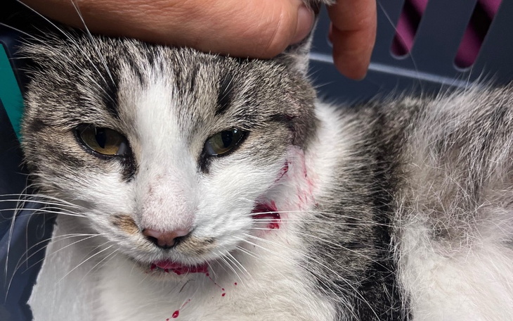Zbiórka Potrąciło mnie auto- pomocy - zdjęcie główne