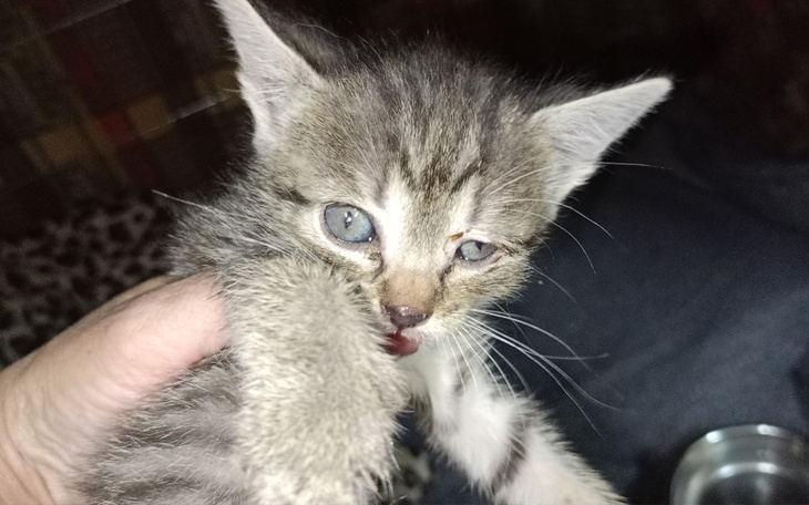 Zbiórka Utrzymanie kociat - zdjęcie główne