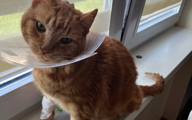 Zbiórka Na leczenie Rudego. - zdjęcie główne