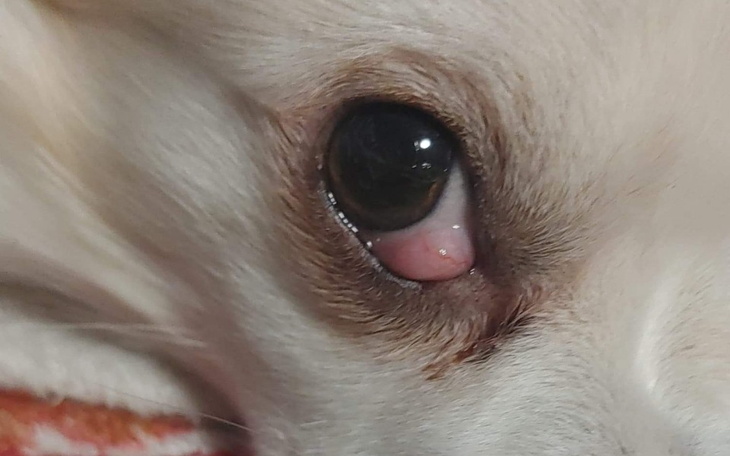 Zbiórka Opadniecie trzeciej Powieki - zdjęcie główne