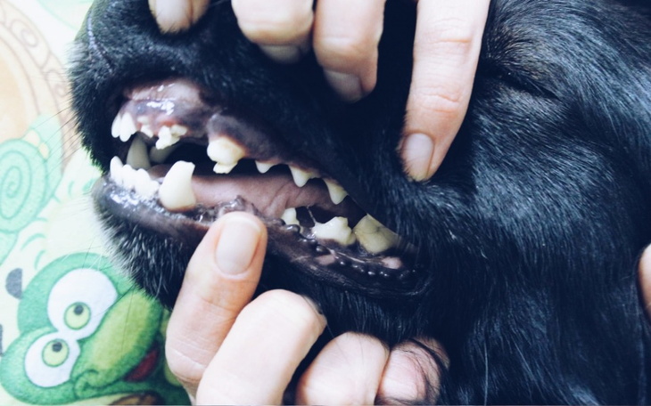 Zbiórka Zbieramy fundusze na zabieg Dino - zdjęcie główne