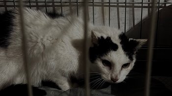 Zbiórka Mocznik zatruwa jego ciało - miniaturka zdjęcia